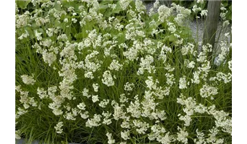 Gartenbaumschule Becker