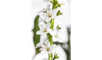 Gartenbaumschule Becker