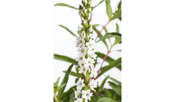 Gartenbaumschule Becker