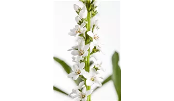 Gartenbaumschule Becker