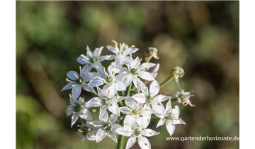 Gartenbaumschule Becker