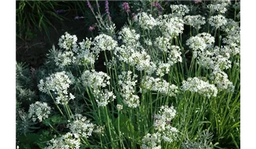 Gartenbaumschule Becker