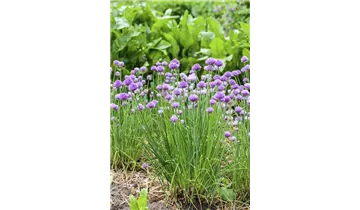 Gartenbaumschule Becker