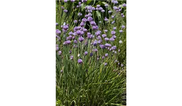 Gartenbaumschule Becker