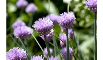 Gartenbaumschule Becker