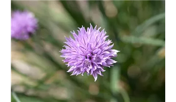 Gartenbaumschule Becker