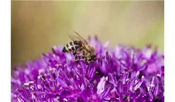 Gartenbaumschule Becker