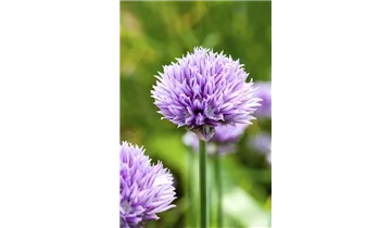 Gartenbaumschule Becker