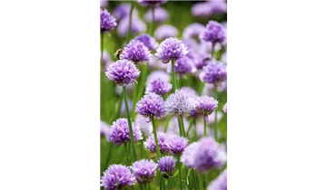 Gartenbaumschule Becker