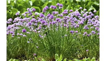 Gartenbaumschule Becker