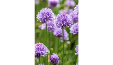 Gartenbaumschule Becker