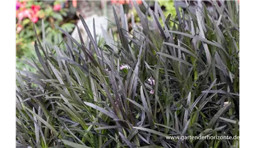 Gartenbaumschule Becker