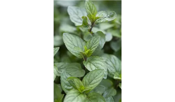 Gartenbaumschule Becker