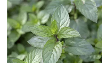 Gartenbaumschule Becker