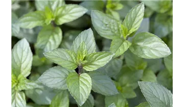 Gartenbaumschule Becker