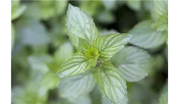 Gartenbaumschule Becker