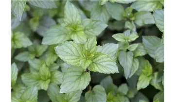 Gartenbaumschule Becker