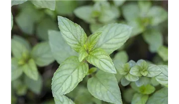 Gartenbaumschule Becker