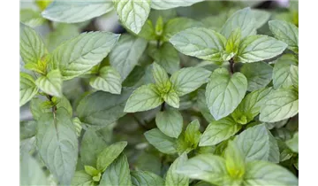 Gartenbaumschule Becker