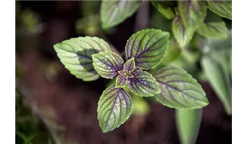Gartenbaumschule Becker