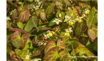 Gartenbaumschule Becker