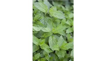 Gartenbaumschule Becker