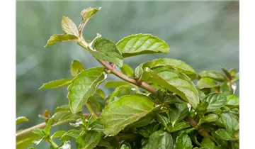 Gartenbaumschule Becker