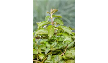 Gartenbaumschule Becker