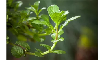 Gartenbaumschule Becker