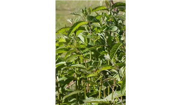 Gartenbaumschule Becker