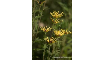 Gartenbaumschule Becker