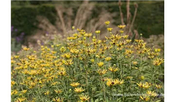 Gartenbaumschule Becker