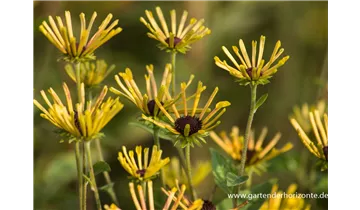 Gartenbaumschule Becker