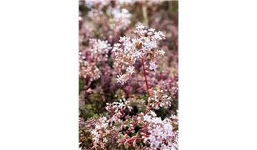 Gartenbaumschule Becker