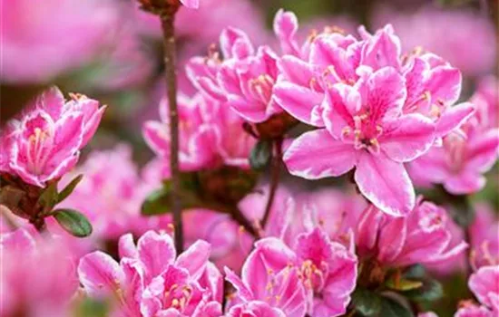 Rhododendron obt.'Kermesina Rose'