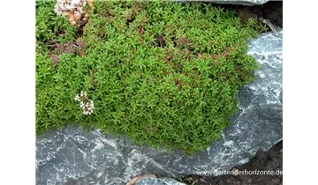 Gartenbaumschule Becker