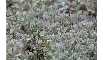 Gartenbaumschule Becker