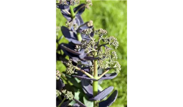 Gartenbaumschule Becker