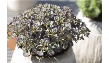 Gartenbaumschule Becker