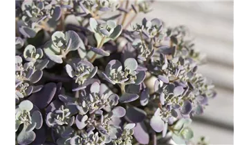 Gartenbaumschule Becker