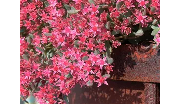 Gartenbaumschule Becker