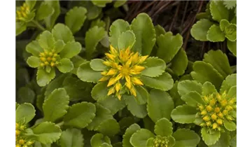 Gartenbaumschule Becker