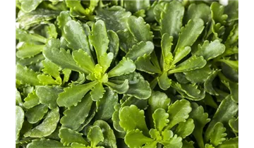 Gartenbaumschule Becker