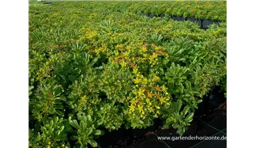 Gartenbaumschule Becker