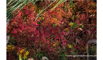 Gartenbaumschule Becker