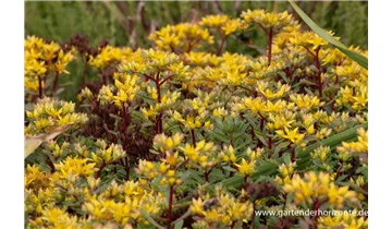 Gartenbaumschule Becker