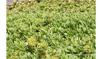 Gartenbaumschule Becker