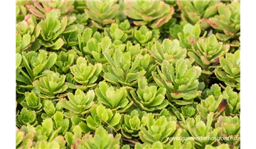 Gartenbaumschule Becker