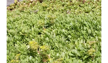 Gartenbaumschule Becker