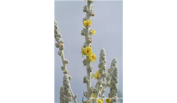 Gartenbaumschule Becker
